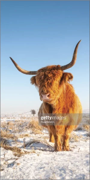 Winter test 4